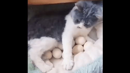 ببینید/ این گربه تخم گذاشت؛ برای اولین بار در تاریخ جهان!