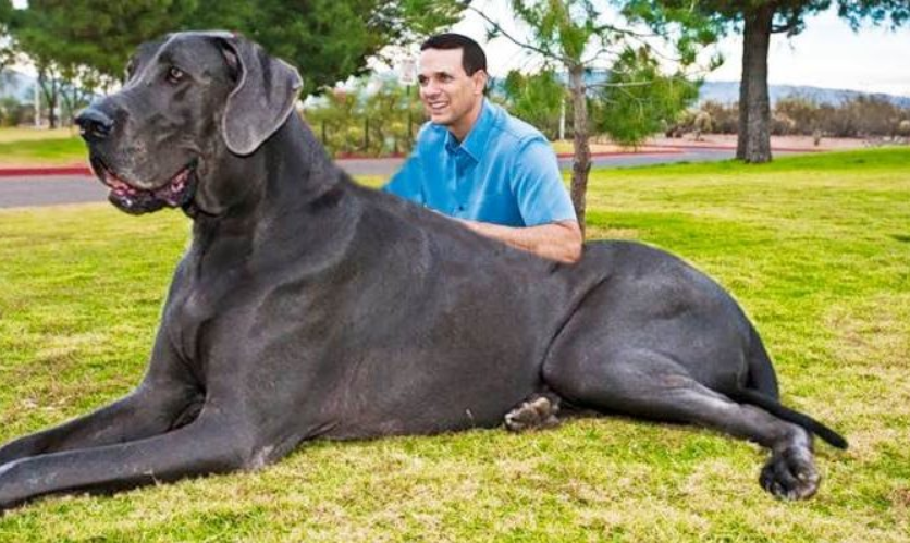 نژاد بزرگ‌ترین سگ‌های تاریخ لو رفت! (شوکه کننده)