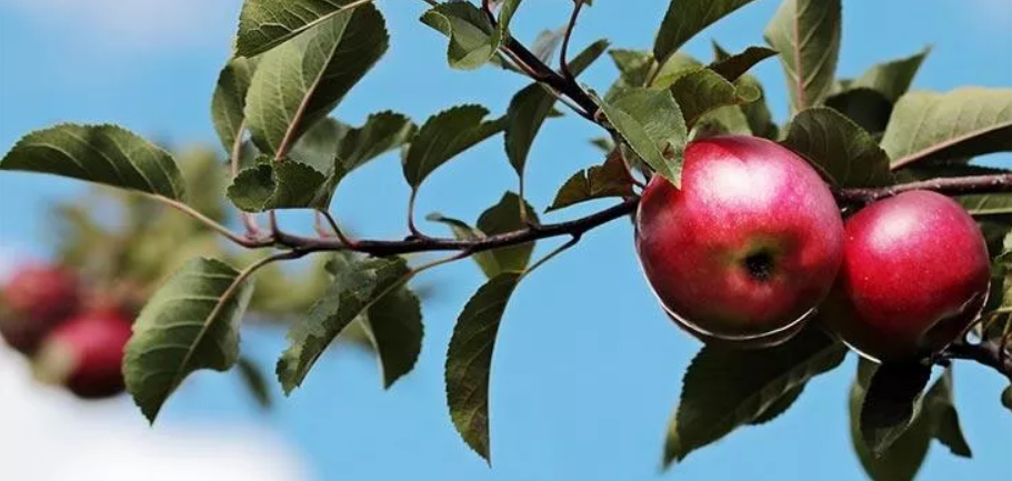 تعبیر خواب درخت سیب  به چه معناست؟/ سیب سبز+ سیب قرمز+ سیب گندیده