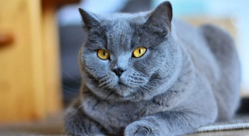 تعبیر خواب گربه خاکستری چیست/ دیدن گربه خاکستری در خواب خوب است یا بد؟