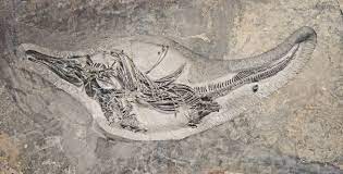 فسیل‌های عجیب ۴۰ میلیون ساله در نطنز+ فیلم