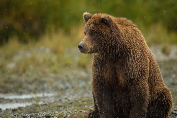 جزئیات مرگ یک قلاده خرس قهوه‌ای و توله‌اش