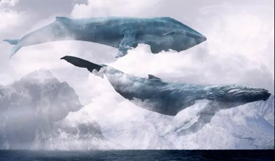 حقایق جالب درباره «نهنگ آبی» بزرگترین نهنگ دنیا