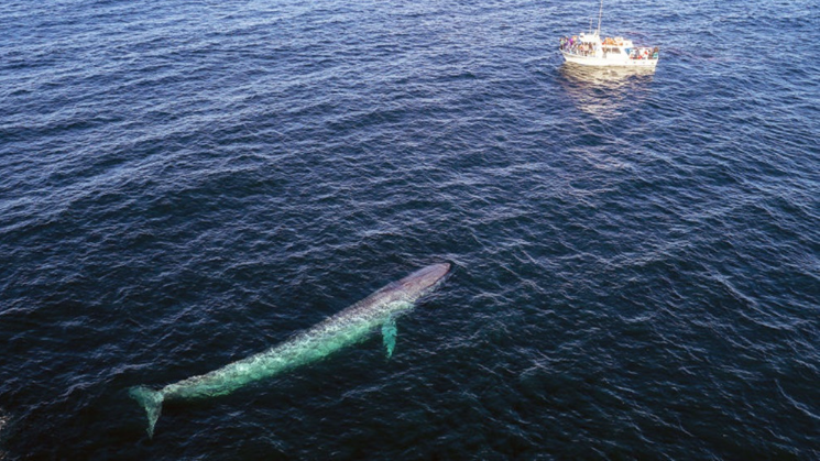 حقایق جالب درباره «نهنگ آبی» بزرگترین نهنگ دنیا